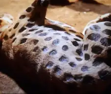 표범에게서 댕댕이를 지키기 위한 아프리카 부족의 묘책