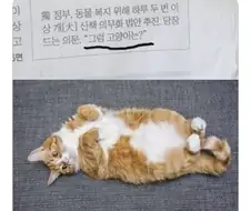 그럼 고양이는?