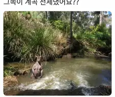 호주판 레제
