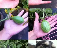 수박이 자라는 과정