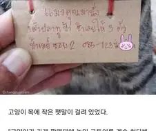 가출했다가 빚지고 돌아온 고양이