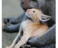 소년 만화에서 히토미로