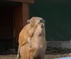 절륜하는 카피바라