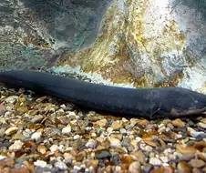 현실에서 전기생산하는 생물