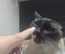 이건 고양이랑 손가락 인사하는 것입니다~