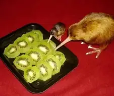살해당한 동족을 보는 중