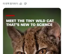 100년 만에 새로운 종의 고양이가 발견