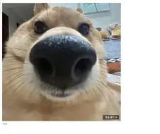 주식) 모더나가 압백신을 개발해서 사야할 국장 주식.