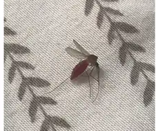 총각이 자는 사이 배가 빵빵해질때까지 착정한 유부녀...JPG