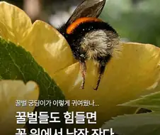 꿀벌들은 힘들면 꽃 위에서 낮잠 잔다??