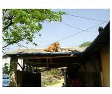 시골에서 가끔 목격되는 소오름 현상