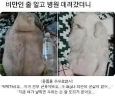 기르는 고양이가 비만인 것 같아서 병원에 데려가 봤더니.jpg