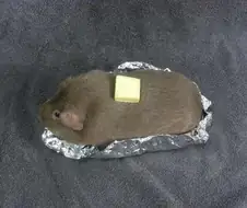 너무나도 슬픈 버터고양이 짤