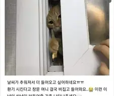 캣맘들이 가장 싫어하는것 ㄷㄷㄷㄷㄷ