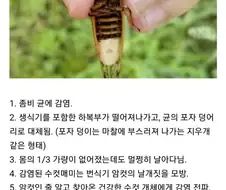 좀비 바이러스로 암컷타락하는 만화