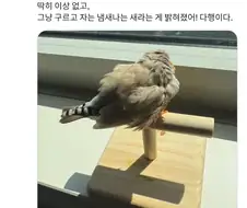 새를 동물병원에 데리고 가 본 사람