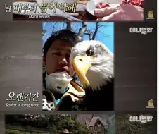 사람손에서 자란 흰머리수리