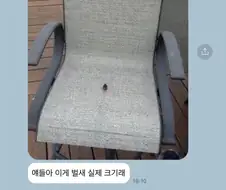 얘들아 이게 벌새 실제크기래 .jpg