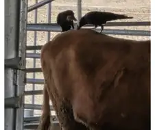 까마귀가 집 지으려고 소 털 뜯어가는 장면.