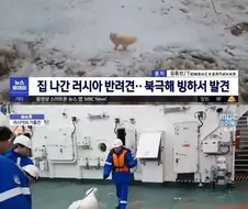 북극해 빙하에서 발견된 강아지