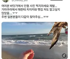치이카와 : 주...주인아....내좀 살살 잡아줘.....