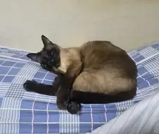 우리집 고양이가 날 이상한 포즈로 본다...