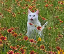 꽃밭에 간 고양이