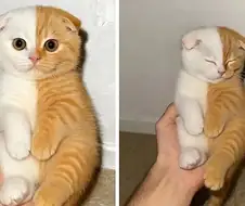 반반 고양이