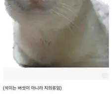 인터넷은 죽었다