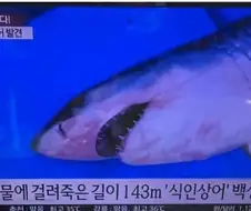 그래도 부산에 나타난 상어는 조그만해서 다행이긴함.JPG