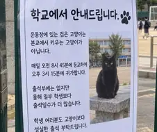 성실한 학교 고양이
