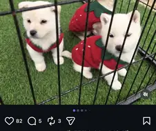 논산 딸기 강아지.jpg