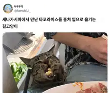 오키나와에서 만난 타코라이스 전문 도둑고양이.jpg
