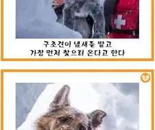 구조견 특