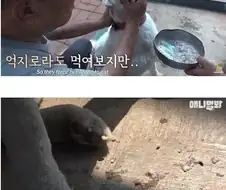 친구를 떠나보내 금식하는 개