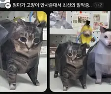 엄마가 고양이 안사준대서 최선의 발악중... .jpg