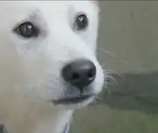 하렘을 만들기 위해 노예를 사는 남자 만화