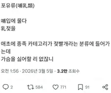큰가슴을 좋아하는 이유