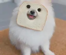 식빵 개같네 진짜