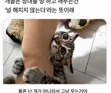 개들이 앙 하고 깨무는 건 해지지 않는다 뜻이래