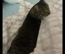 이상하게 찍힌 고양이 사진 경연대회.twit