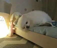 댕댕이 침대를 사준 결과