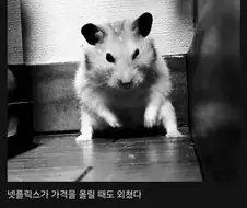 유튜브 프리미엄이 가격을 올릴 때 나는 외쳤다