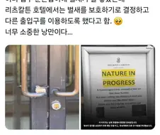 호텔 손잡이에 둥지를 튼 벌새