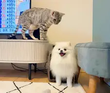 고양이 특.jpg