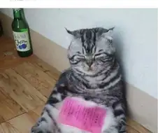 아무리 봐도 한잔 거하게 걸친 고양이