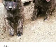 진돗개 모색별 새끼때 생김새 jpg.