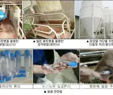 혹서기 가축 관리법
