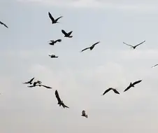 봇치) 에노시마편 고증.manga