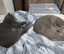 당신은 다리를 펼 수 없습니다